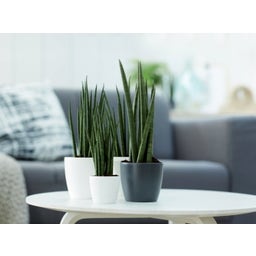 elho Brussels Round Mini Pot - 7 cm - White