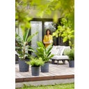 elho Pot GREENSENSE Aqua Care Rond - 30 cm - Gris charbon