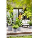 elho greensense aqua care round, 43 cm - cemento chiaro