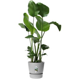 elho greenville round, 30 cm - cemento vivace