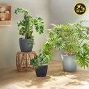 Lechuza Planter CLASSICO Color 35