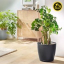 Lechuza Planter CLASSICO Color 35