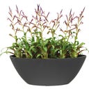 elho brussels oval 36 cm - anthrazit