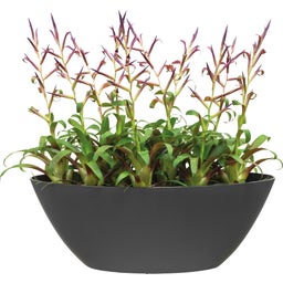 elho brussels oval 36 cm - anthrazit