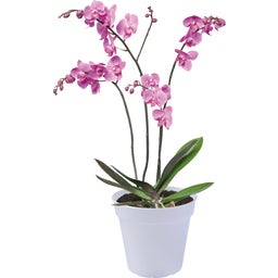 elho green basics Orchidee | transparent - 15 cm