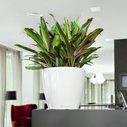 Lechuza Jardinière CLASSICO Premium 28 LS