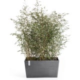 Ecopots Paris Pflanzgefäß - grau