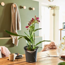 Lechuza ORCHIDEA Table Pot