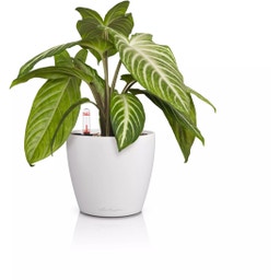 Lechuza Vaso - CLASSICO Color 14 - Bianco