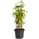 elho green basics Tomatentopf 33 cm - schwarz