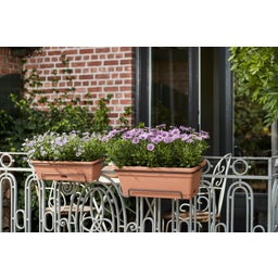 green basics Balcony Box XL All in 1 - 55 cm