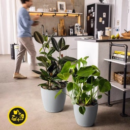 Lechuza Jardinière CLASSICO Color 28