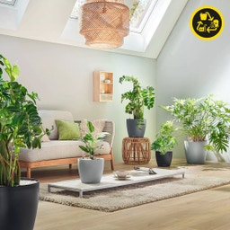 Lechuza Jardinière CLASSICO Color 28