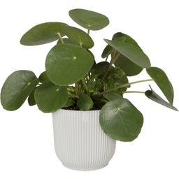 elho Vibes Fold Round, 22 cm - Blanco seda