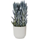 elho Vibes Fold Round, 22 cm - Blanco seda