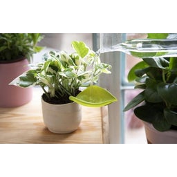 Peleg Design Leaflow Watering Funnel, Set of 3 - 1 item