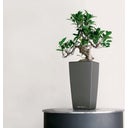 Lechuza MAXI CUBI Tabletop Planter