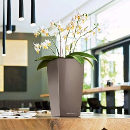 Lechuza MAXI CUBI Tabletop Planter